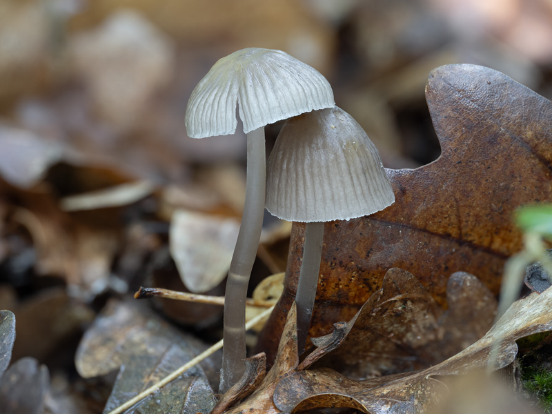 Mycena abramsii